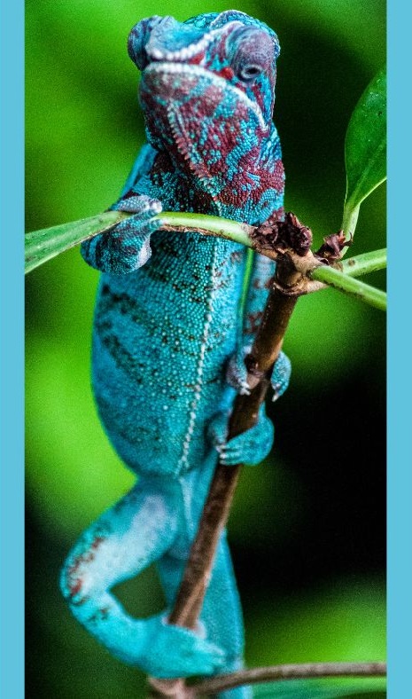 Kameleon